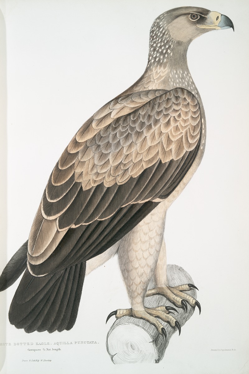 John Edward Gray - White Dotted Eagle, Aquilla punctata.