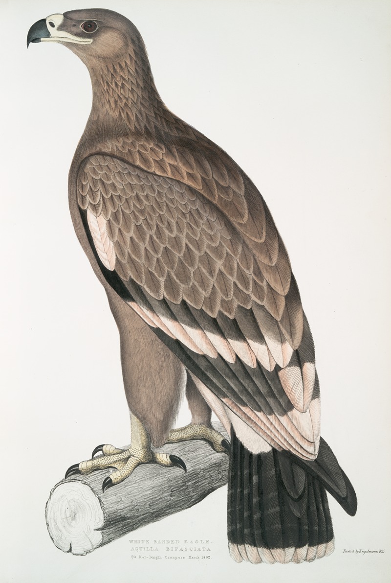 John Edward Gray - White-banded Eagle, Aquilla bifasciata.