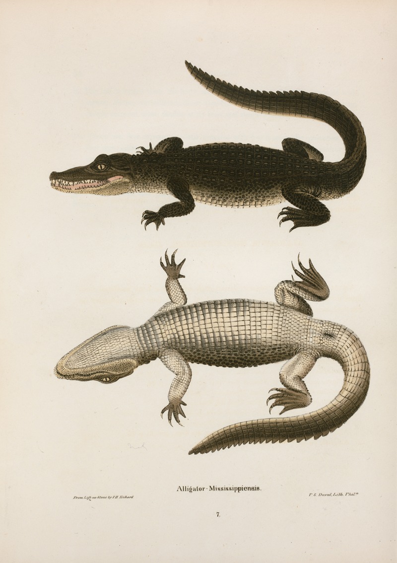 John Edwards Holbrook - Alligator Mississippiensis.