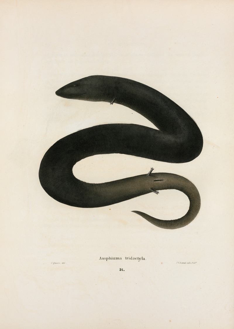 John Edwards Holbrook - Amphiuma tridactylum