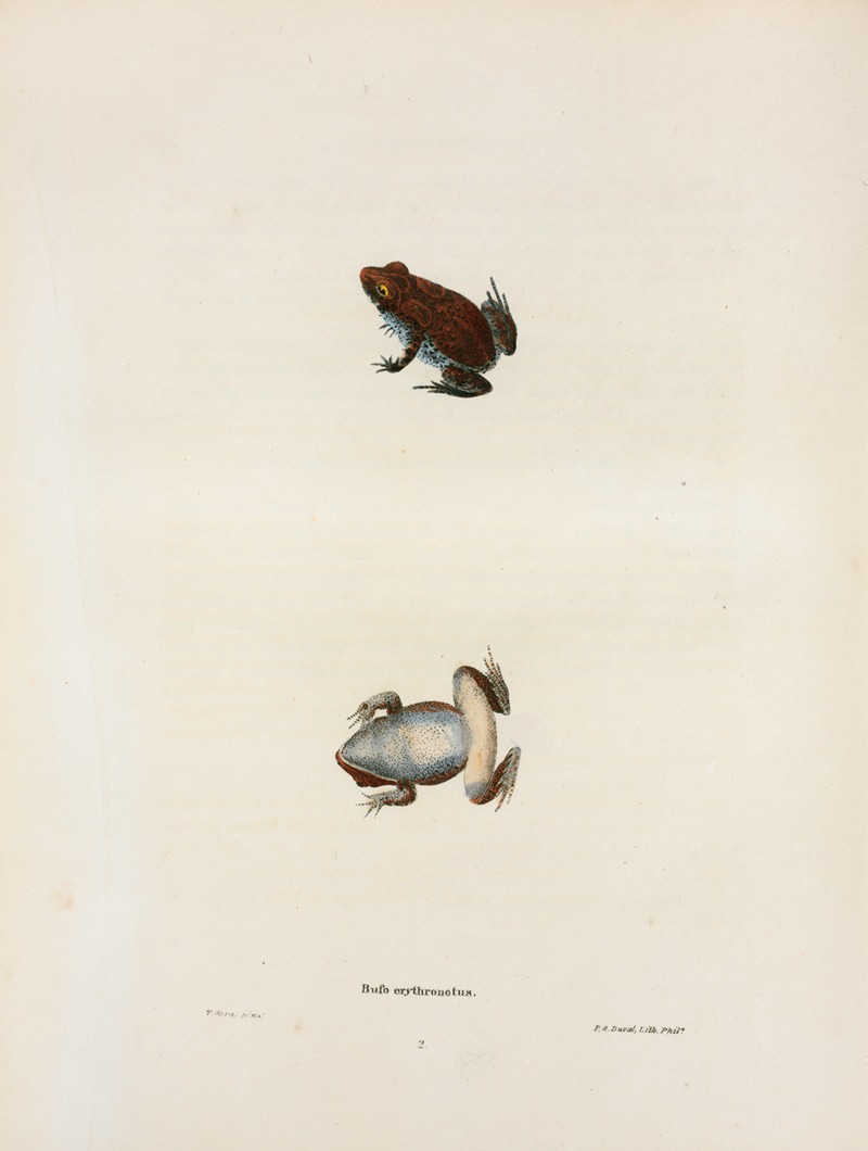 John Edwards Holbrook - Bufo erythronotus.