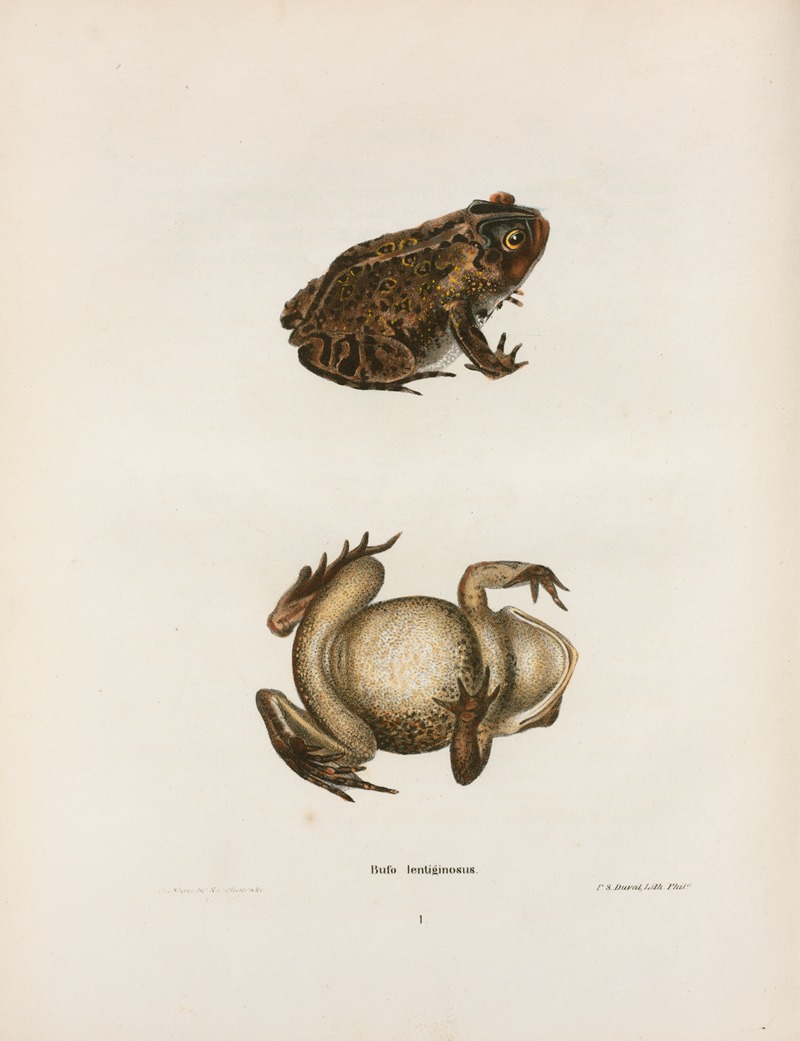 John Edwards Holbrook - Bufo lentiginosus