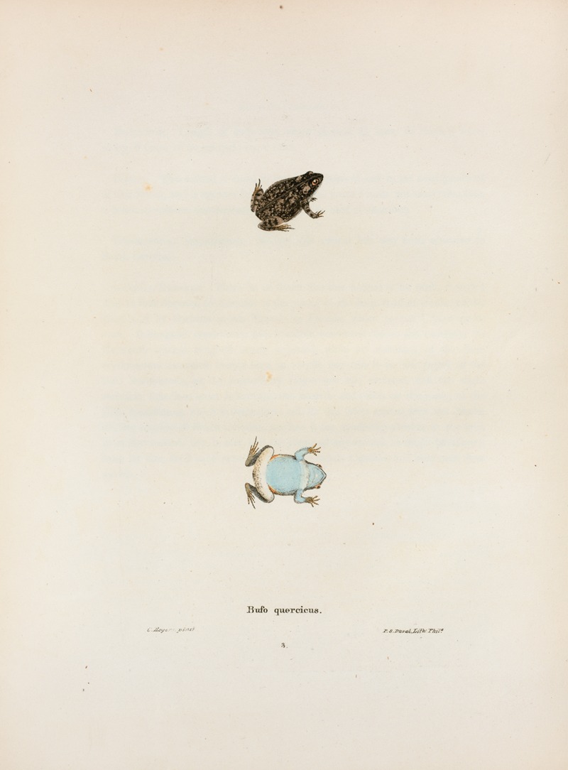John Edwards Holbrook - Bufo quercicus