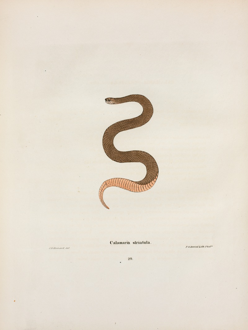 John Edwards Holbrook - Calamaria elapsoidea.