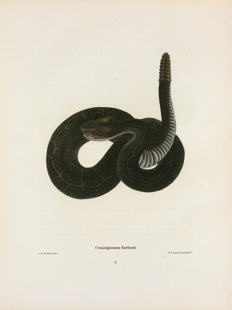 John Edwards Holbrook - Crotalophorus Kirtlandi.
