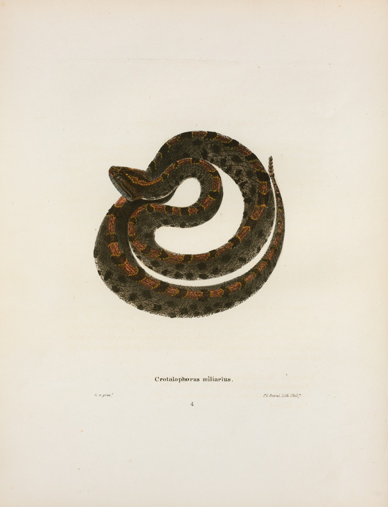 John Edwards Holbrook - Crotalophorus miliarius.