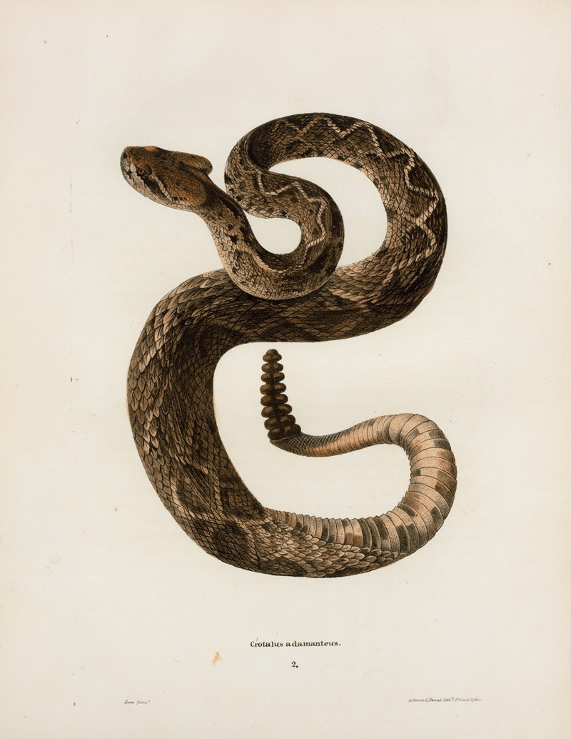 John Edwards Holbrook - Crotalus adamanteus.