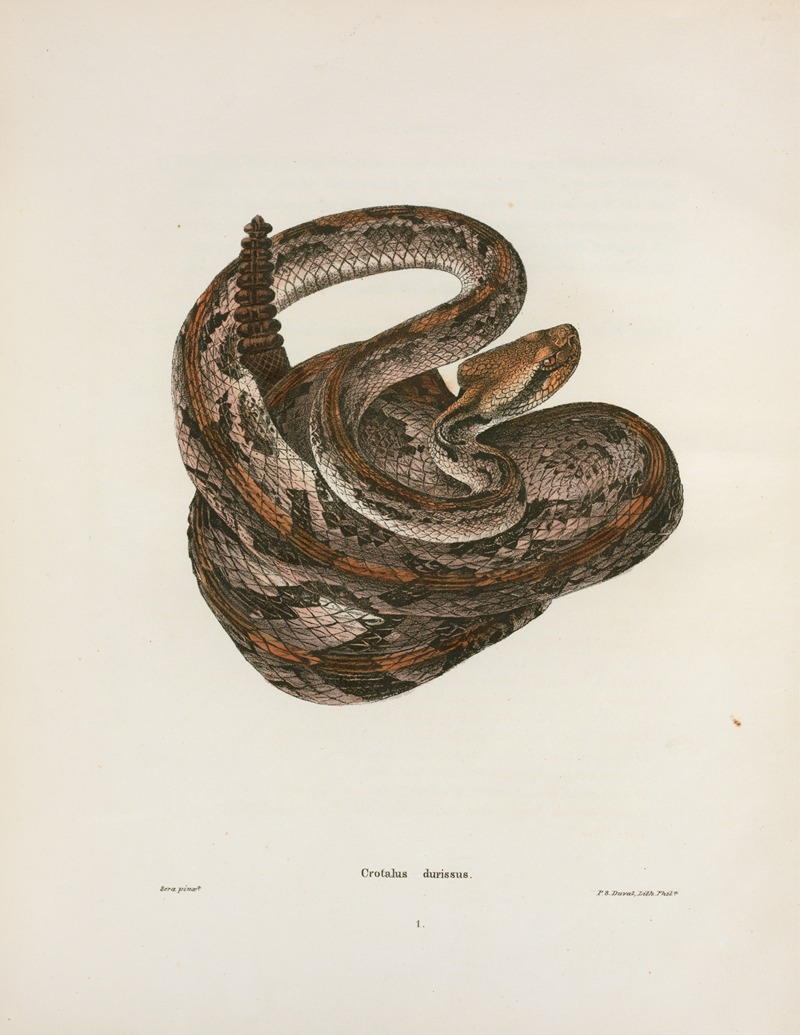 John Edwards Holbrook - Crotalus durissus.