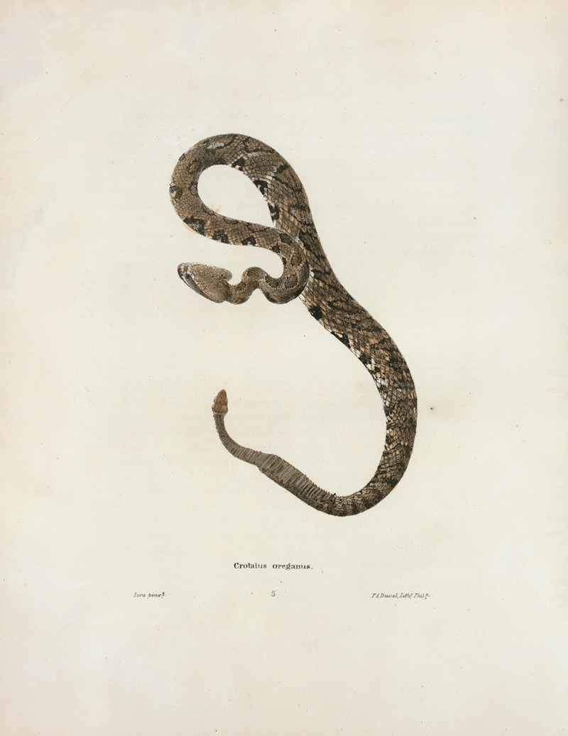 John Edwards Holbrook - Crotalus oregonus.