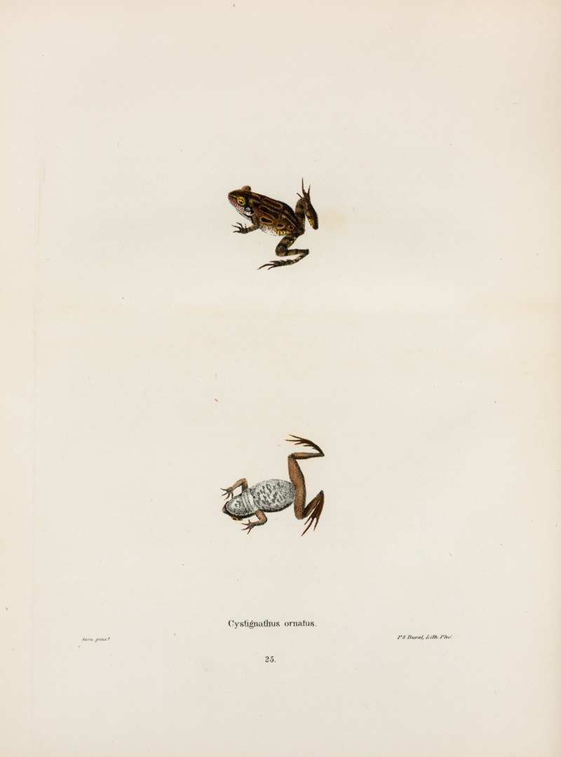 John Edwards Holbrook - Cystignathus ornatus
