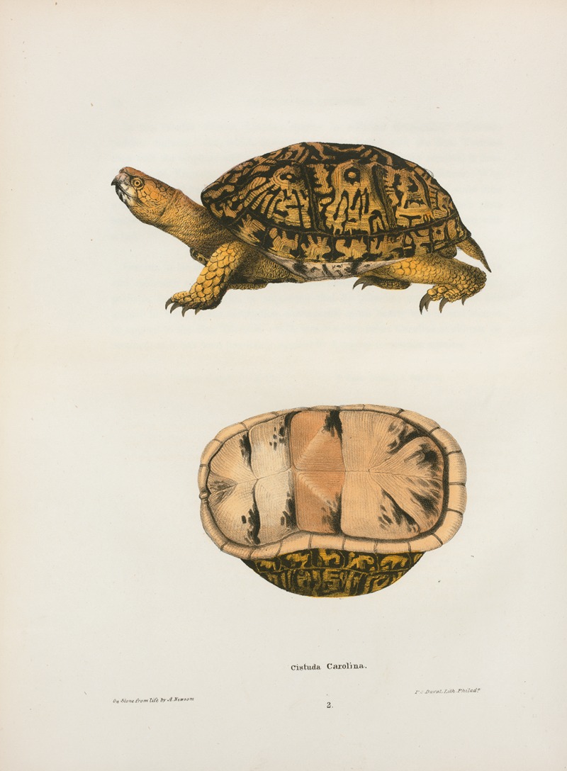 John Edwards Holbrook - Emys reticulata.