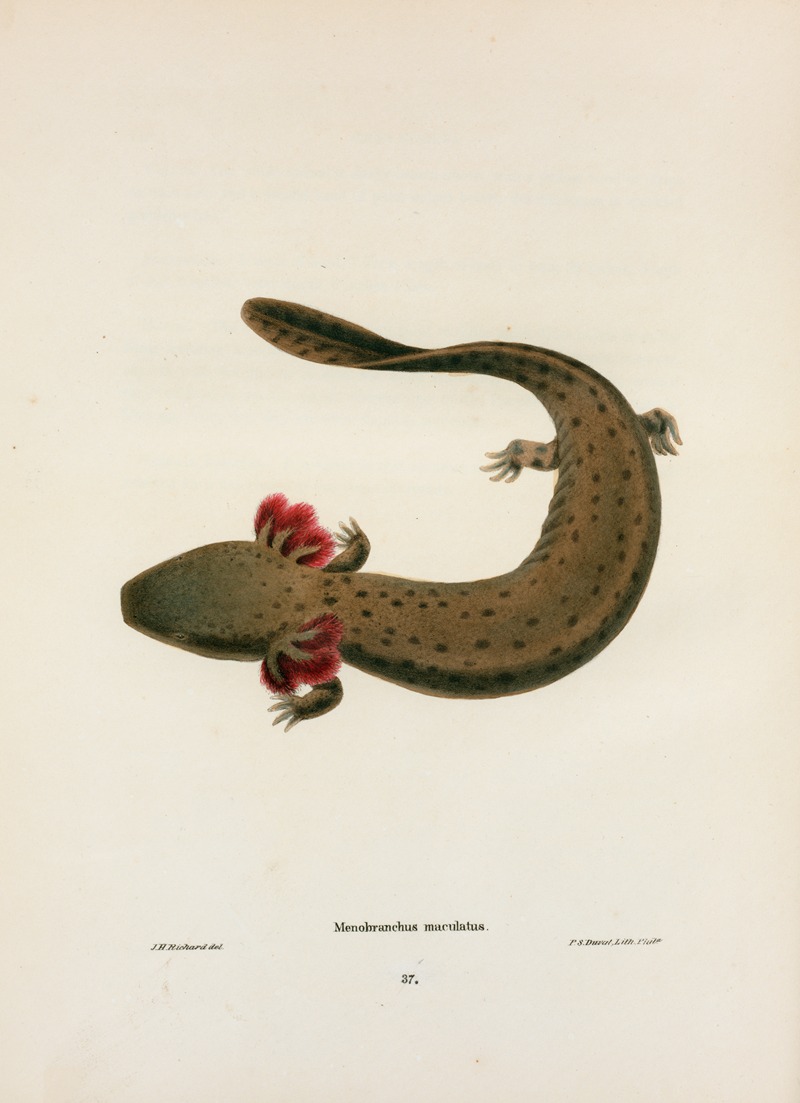John Edwards Holbrook - Menobranchus maculatus