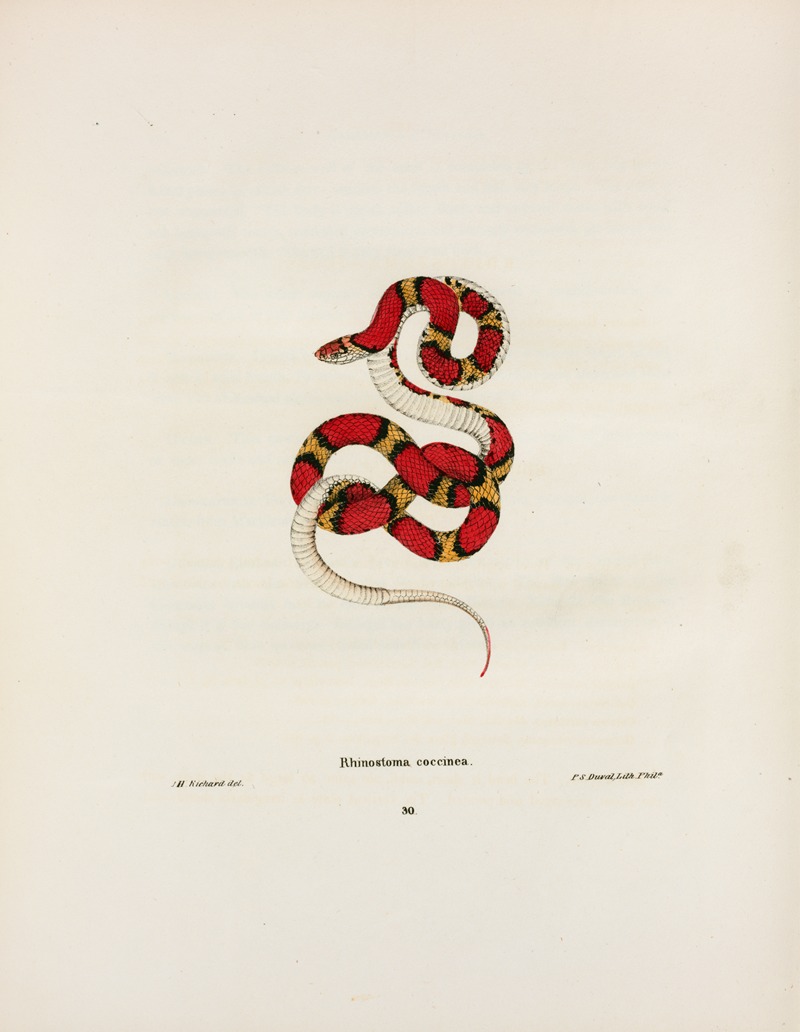 John Edwards Holbrook - Rhinostoma coccinea.