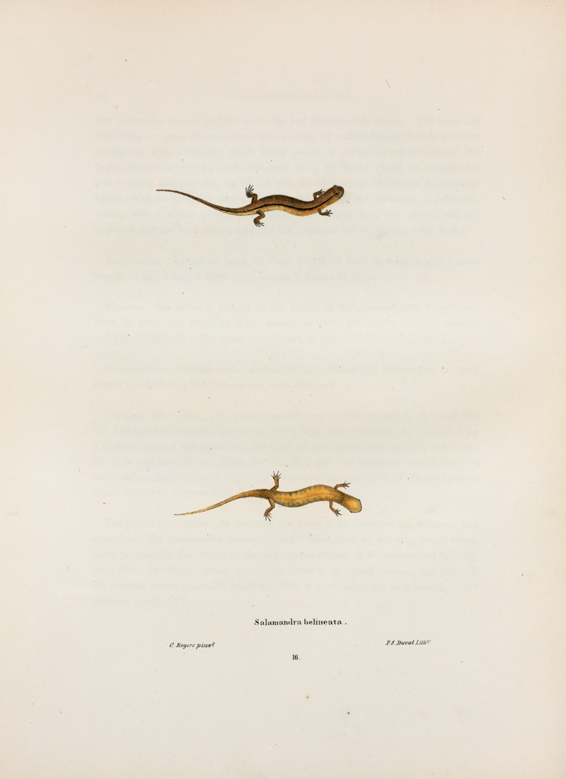 John Edwards Holbrook - Salamandra bilineata
