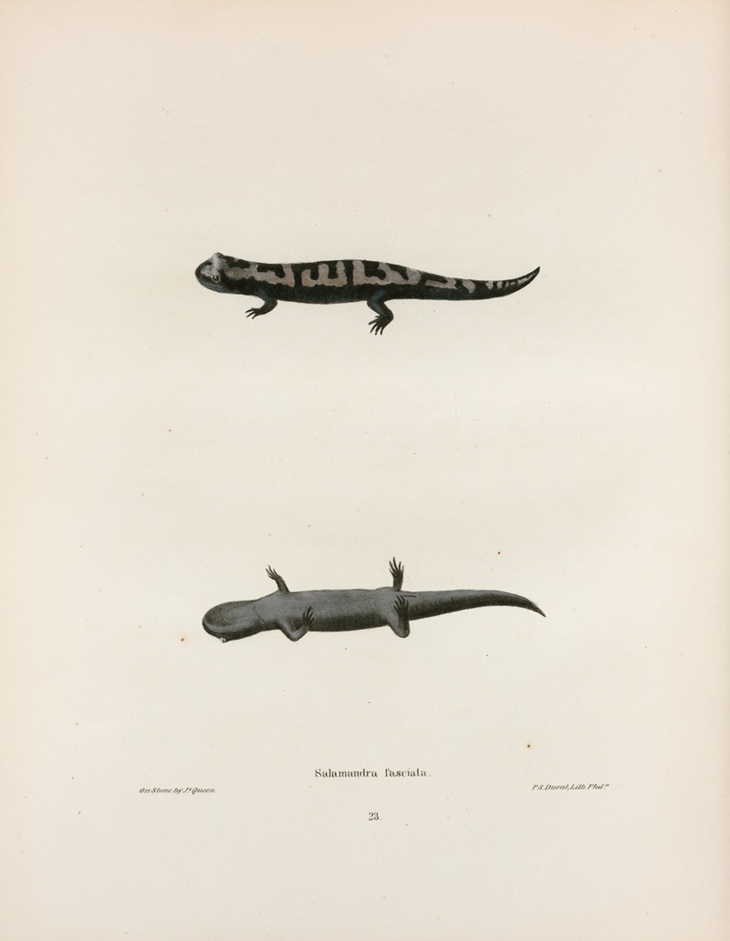 John Edwards Holbrook - Salamandra fasciata