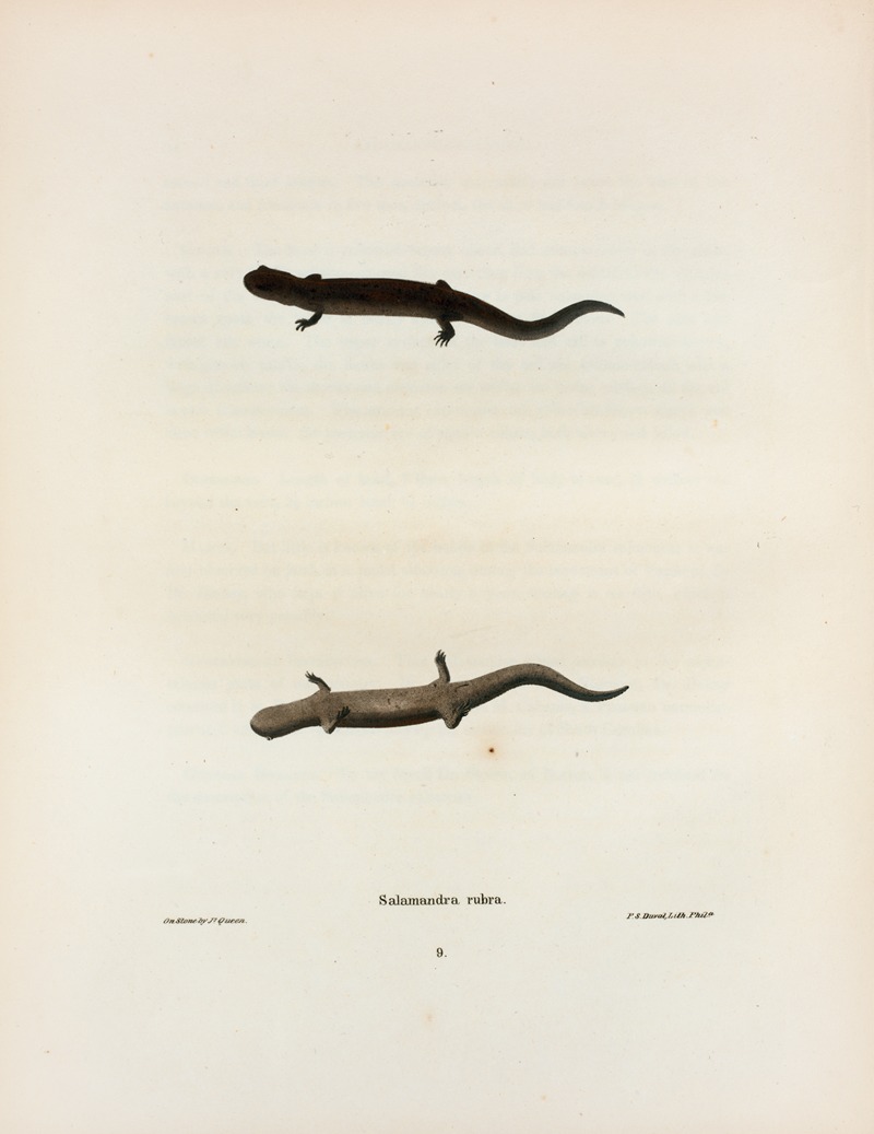John Edwards Holbrook - Salamandra rubra