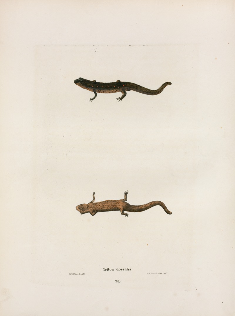 John Edwards Holbrook - Triton dorsalis