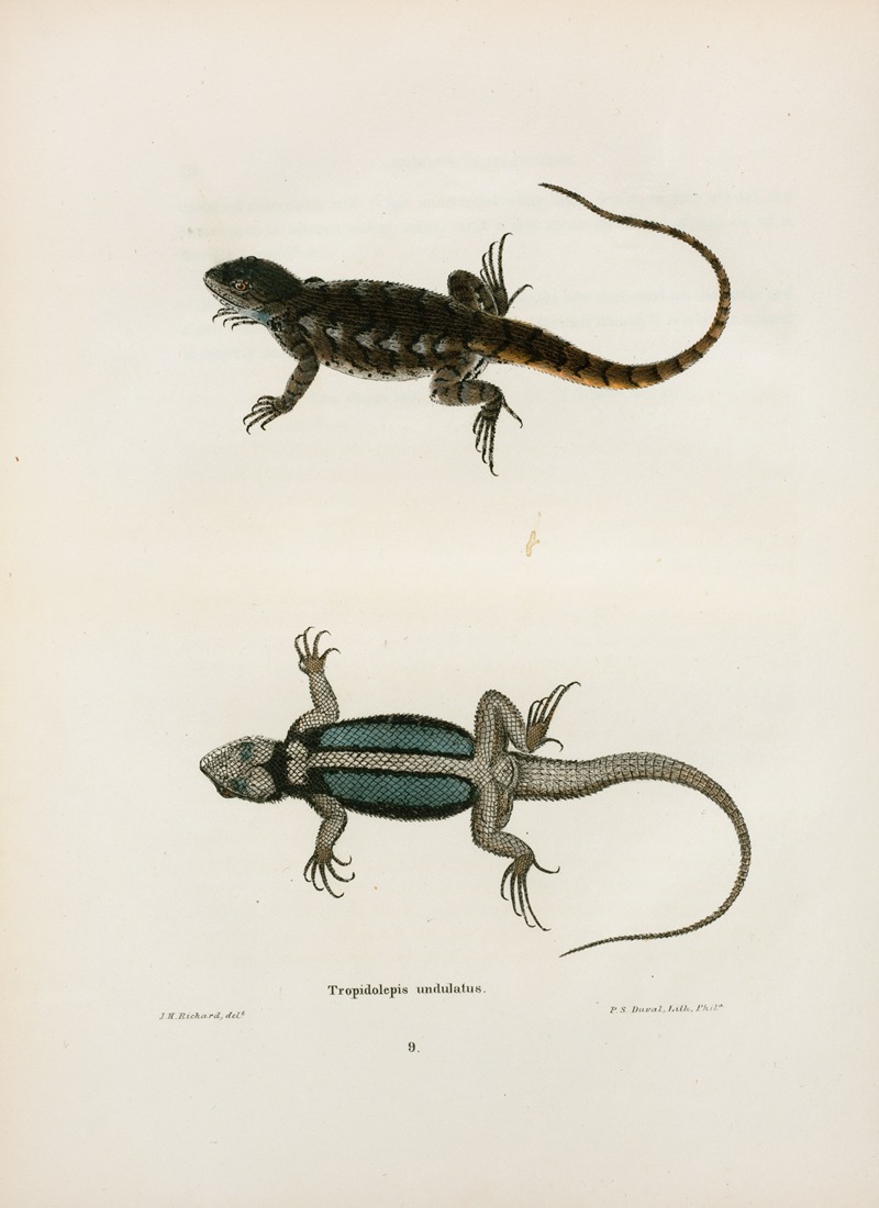 John Edwards Holbrook - Tropidolepis undulatus.