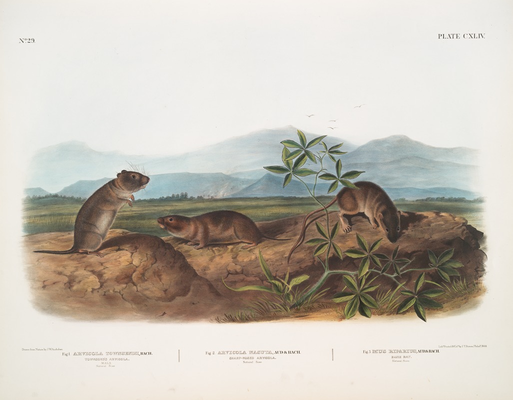 John Woodhouse Audubon - 1. Arvicola Townsendii, Townsend’s Arvicola; 2. Arvicola nasuta, Sharp-nosed Arvicola. Natural size. 3. Mus riparius, Bank Rat. Natural size.
