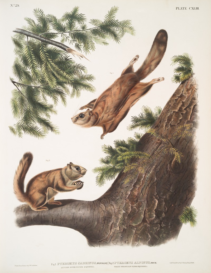 John Woodhouse Audubon - 1. Pteromys sabrinus, Severn River Flying Squirrel; 2. Pteromys alpinus, Rocky Mountain Squirrel.