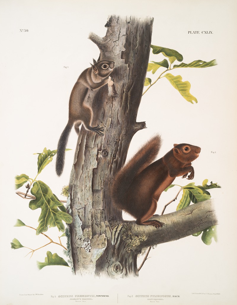 John Woodhouse Audubon - 1. Sciurus Fremonsii, Fremont’s Squirrel. Natural size; 2. Sciurus fuliginosus, Sooty Squirrel. Natural size.