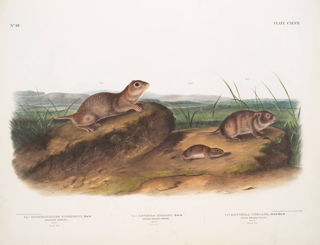 John Woodhouse Audubon - 1. Spermophilus Townsendii, American Souslik. Male 2. Arvicola Oregoni, Oregon Meadow-Mouse. Male 3. Arvicola Texiana, Texan Meadow Mouse. Male
