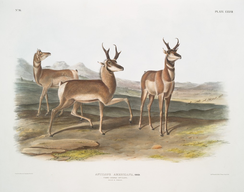 John Woodhouse Audubon - Antilope Americana, Prong-horned Antelope. (Male & female.)