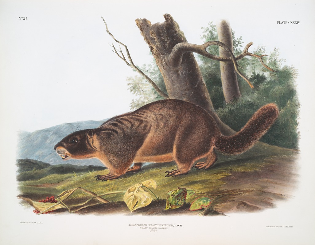 John Woodhouse Audubon - Arctomys flaviventer, Yellow-bellied Marmot. Male. Natural size.