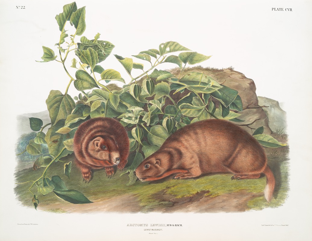 John Woodhouse Audubon - Arctomys Lewisii, Lewi’s Marmot. Natural size.