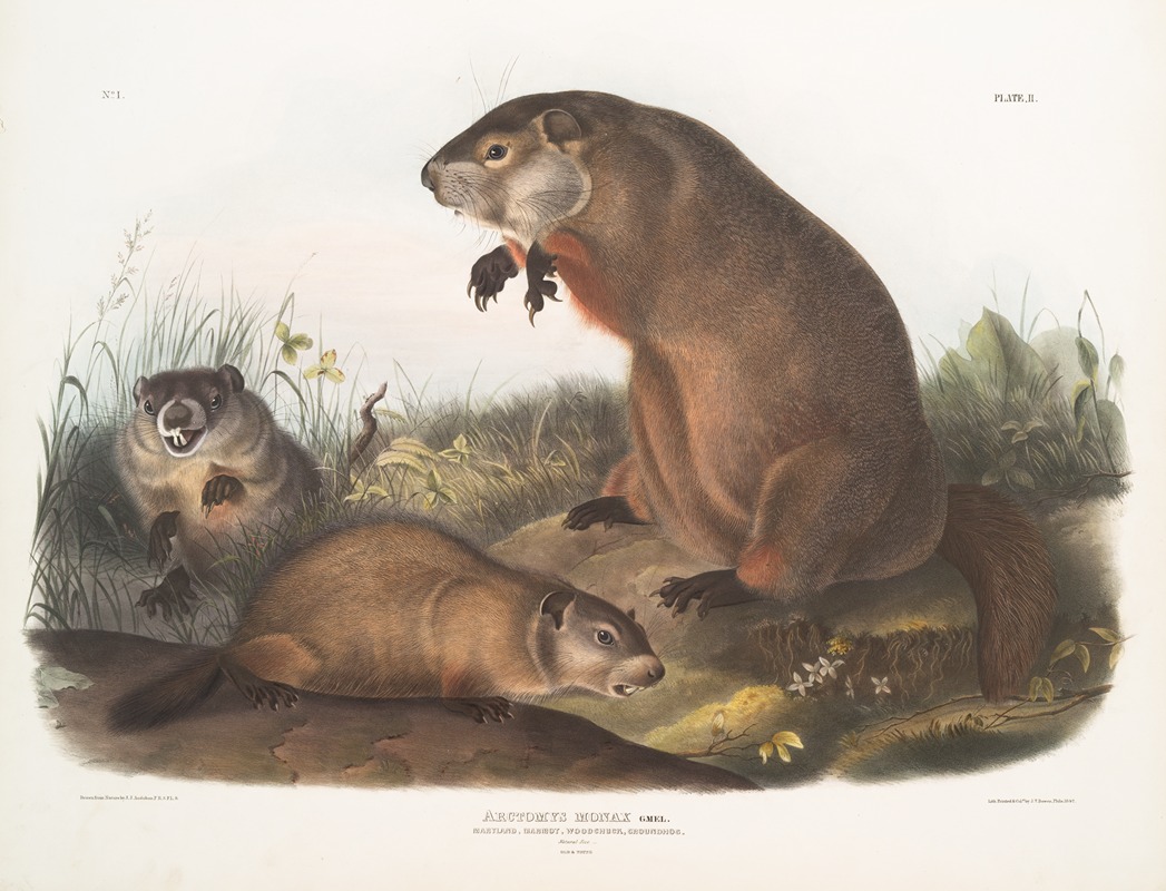 John Woodhouse Audubon - Arctomys monax, Maryland Marmot, Woodchuck, Groundhog. Natural size. Old & young.