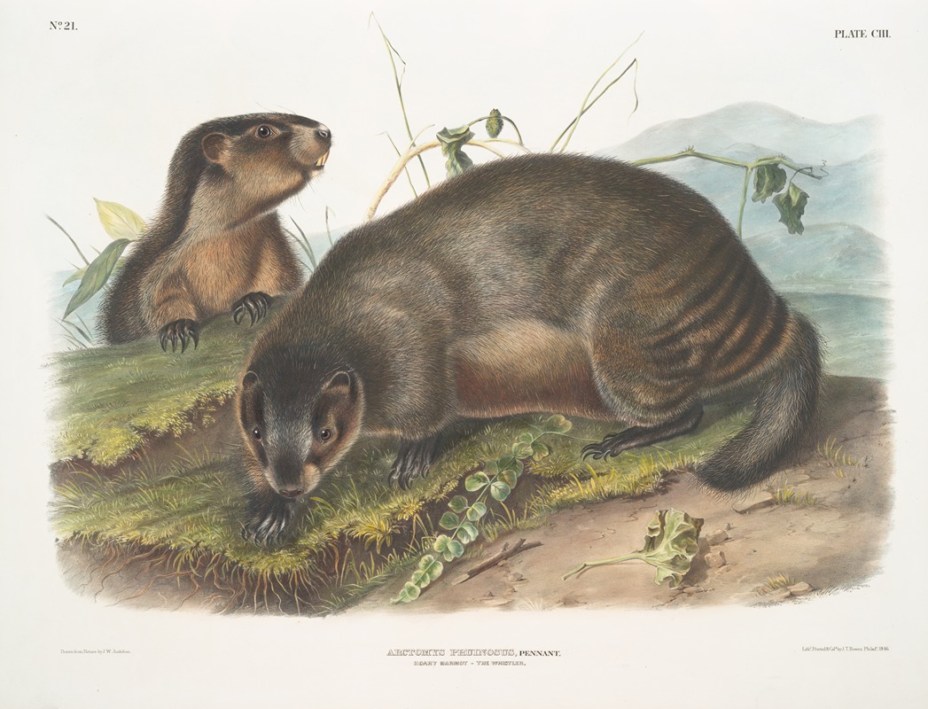 John Woodhouse Audubon - Arctomys pruinosus, Hoary Marmot — The Whistler.