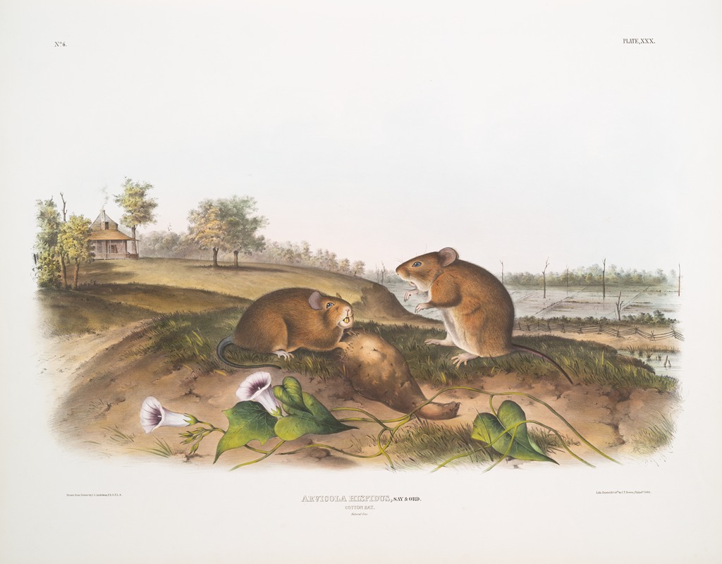 John Woodhouse Audubon - Arvicola hispidus, Cotton Rat. Natural size.