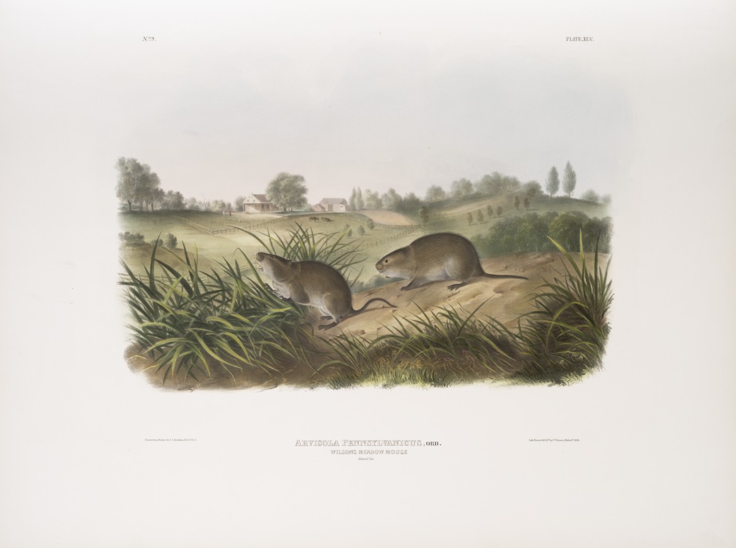 John Woodhouse Audubon - Arvicola Pennsylvanicus, Wilson’s Meadow Mouse. Natural size.