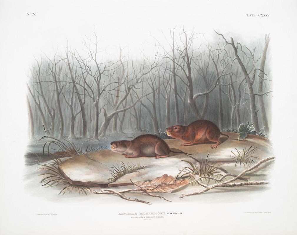 John Woodhouse Audubon - Arvicola richardsonii, Richardson’s Meadow Mouse. Natural size.