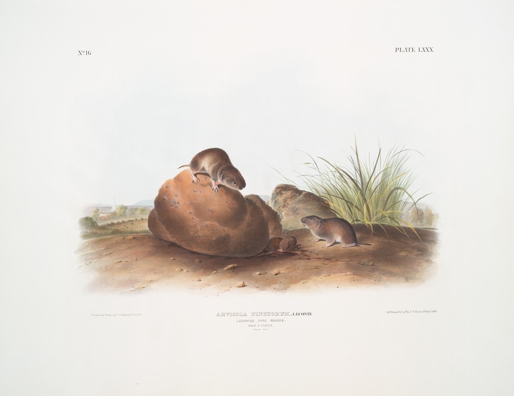 John Woodhouse Audubon - Arvocola pinetorum, Lecontes Pine Mouse. (Male & Famale. Natural size.)