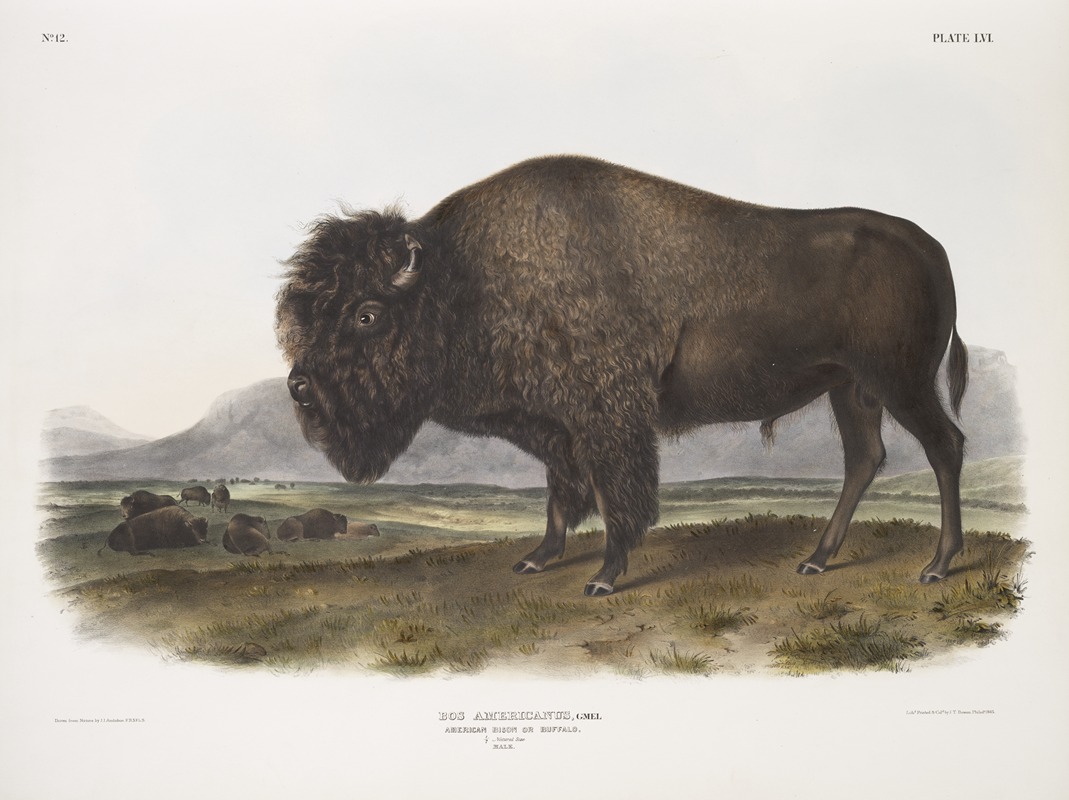 John Woodhouse Audubon - Bos Americanus, American Bison, or Buffalo. Male.