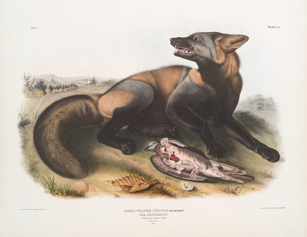 John Woodhouse Audubon - Canis (Vulpes) Fulvus, American Cross-Fox