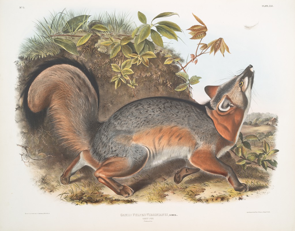 John Woodhouse Audubon - Canis (Vulpes) Virginianus, Grey Fox