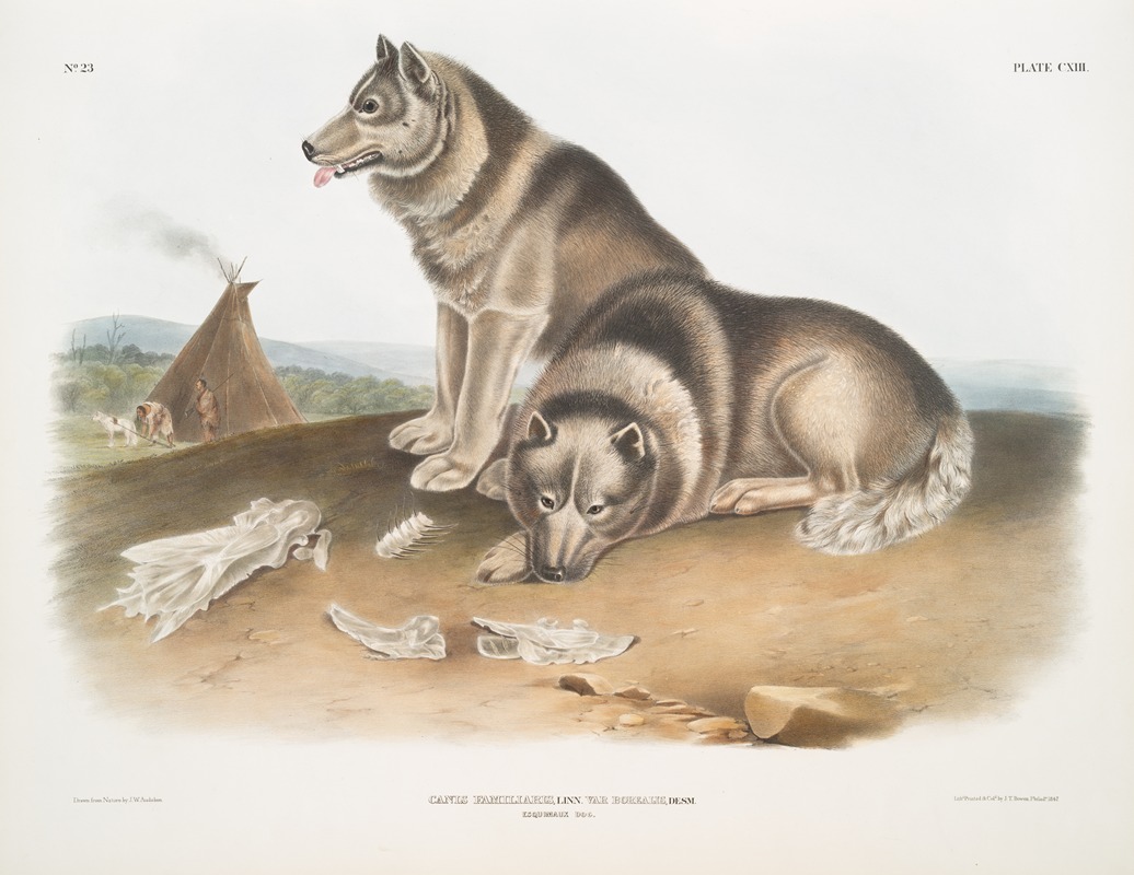John Woodhouse Audubon - Canis familiaris, Esquimaux Dog.