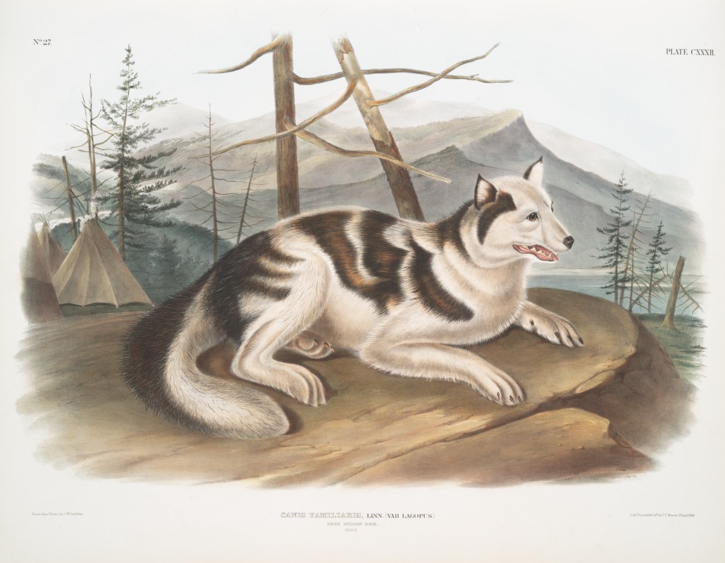 John Woodhouse Audubon - Canis familiaris, Hare-Indian Dog. Male.