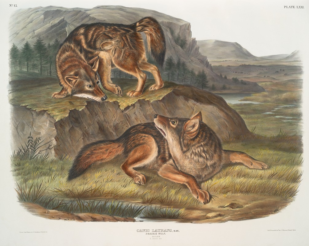 John Woodhouse Audubon - Canis latrans, Prairie Wolf. Males.