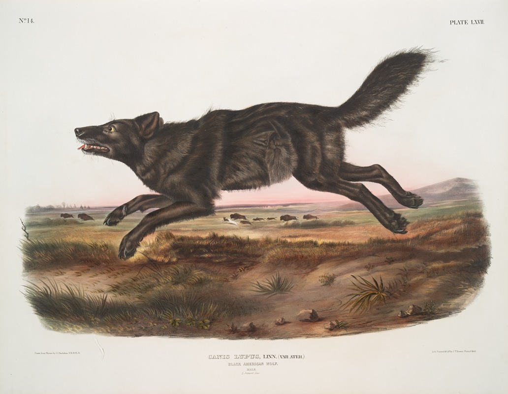 John Woodhouse Audubon - Canis lupus, Black American Wolf. Male.
