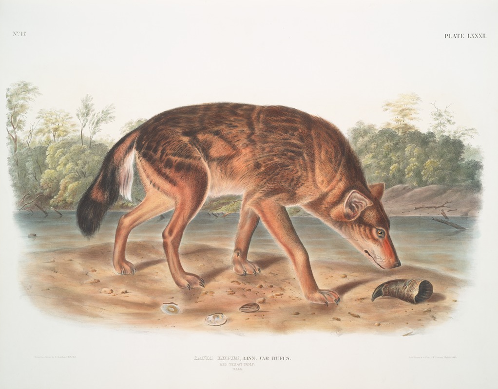 John Woodhouse Audubon - Canis lupus, Red Texan Wolf. (Male.)