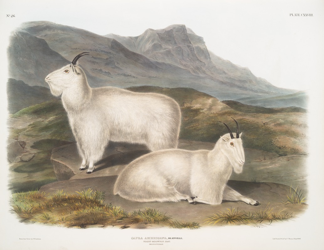 John Woodhouse Audubon - Capra Americana, Rocky Mountain Goat. Male & female.