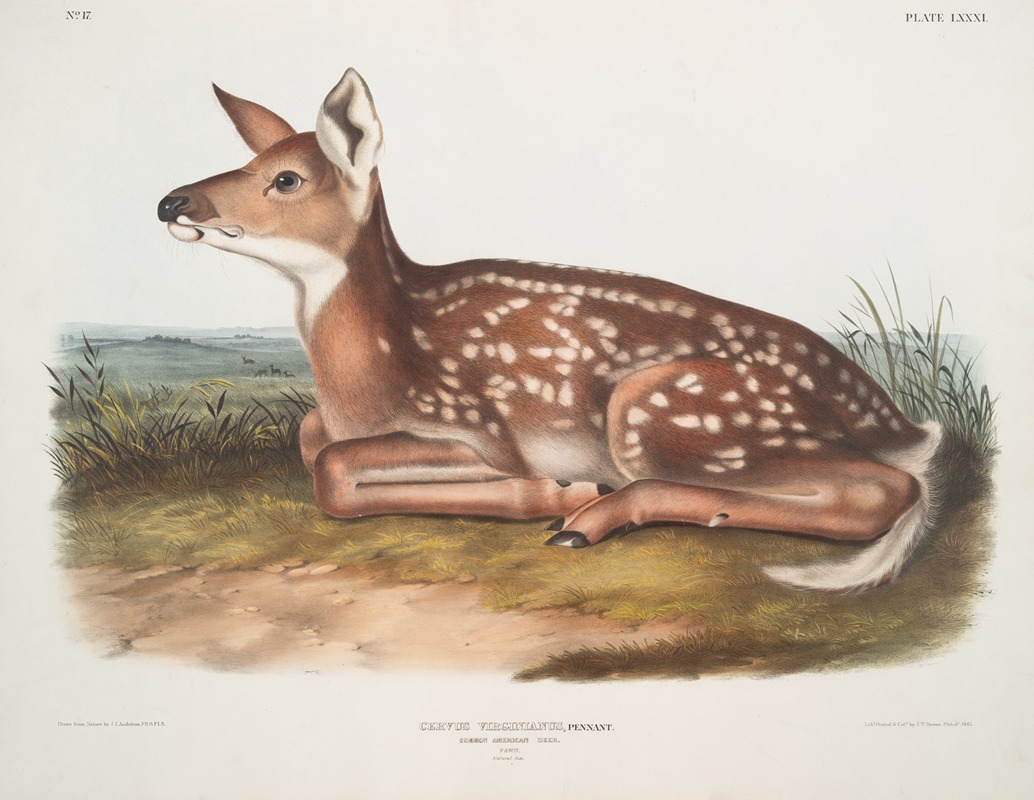John Woodhouse Audubon - Cervus Virginianus, Common American Deer. (Fawn. Natural size.)