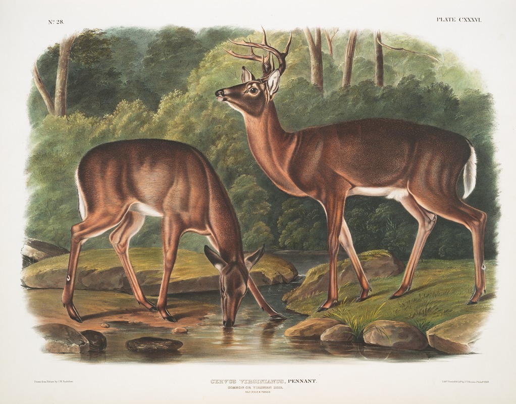 John Woodhouse Audubon - Cervus Virginianus, Common or Virginian Deer. Old male & female.