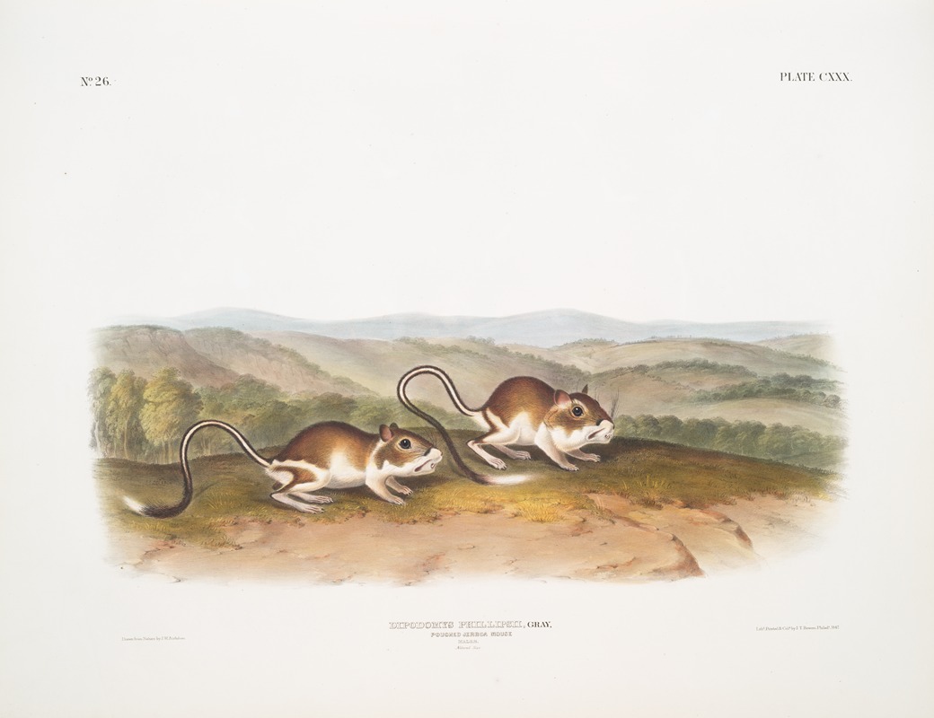 John Woodhouse Audubon - Dipodomys Phillipsii, Pouched Jerboa Mouse. Males. Natural size.