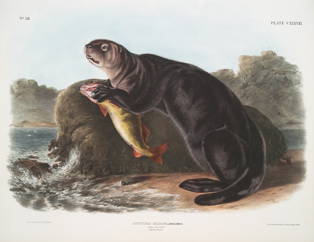 John Woodhouse Audubon - Enhydra marina, Sea Otter. Young male.