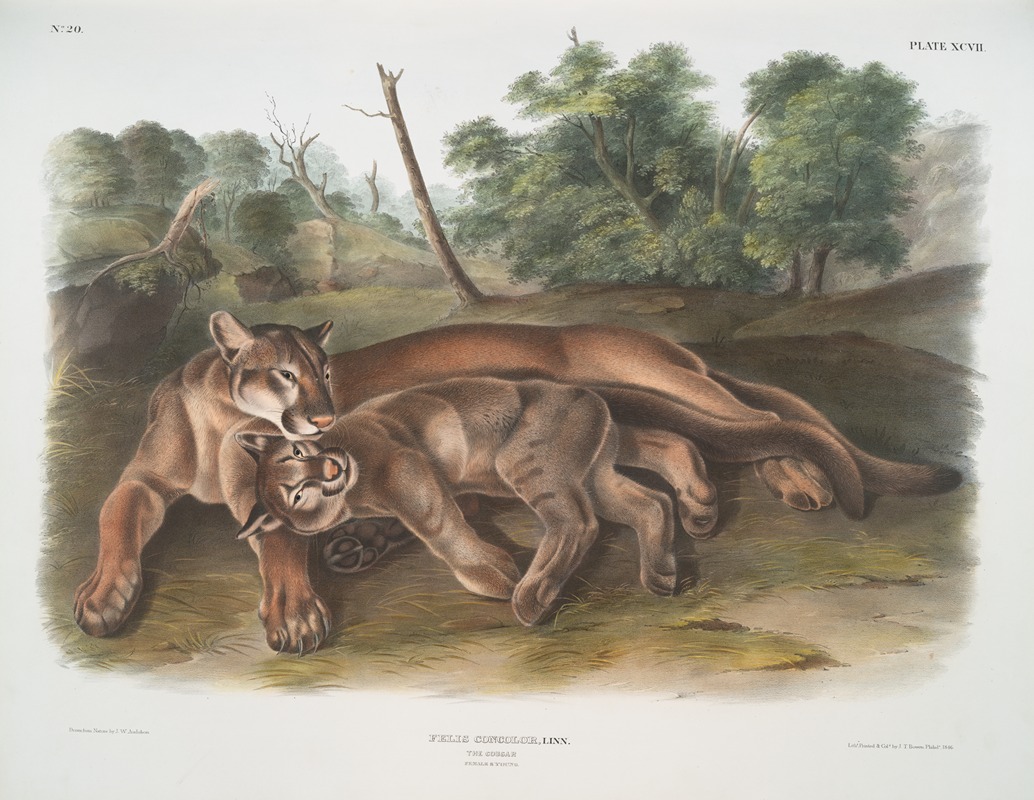 John Woodhouse Audubon - Felis concolor, The Cougar. Female & young.