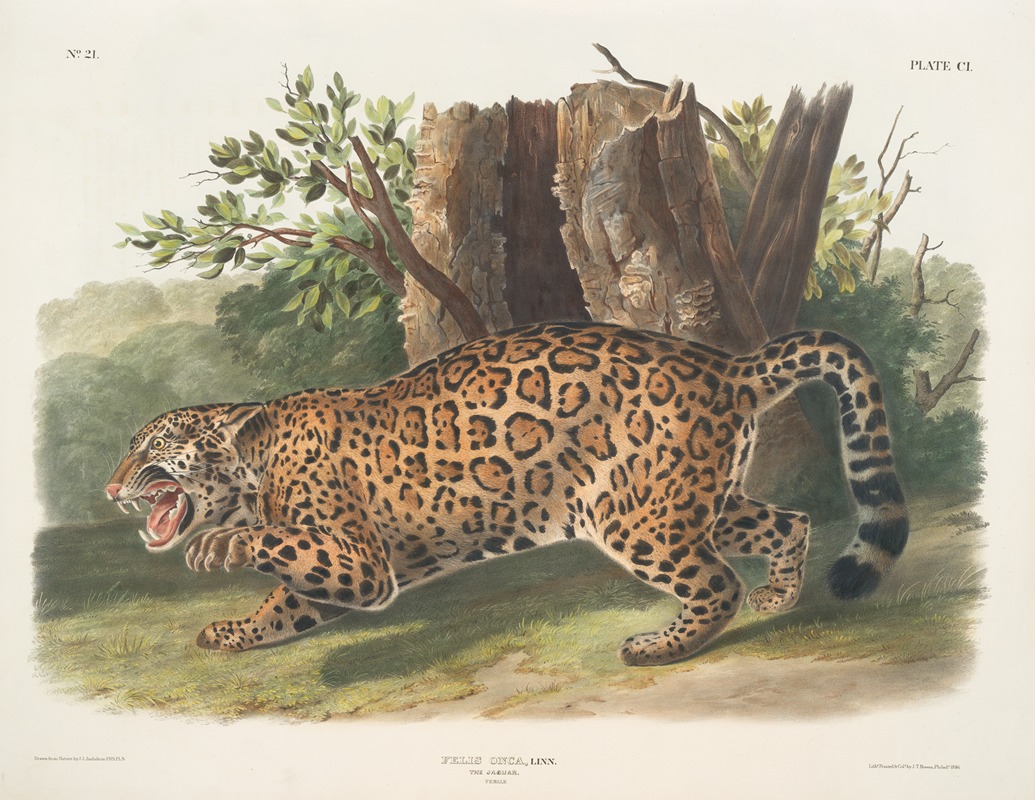 John Woodhouse Audubon - Felis onca, The Jaguar. Female.